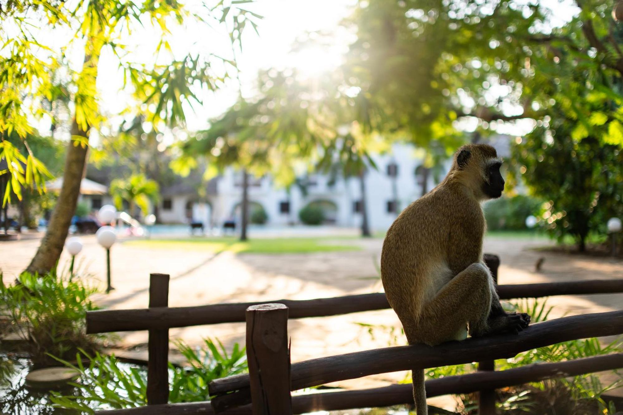 Diamonds Leisure Beach & Golf Resort Диани Бийч Екстериор снимка A vervet monkey at the Johannesburg Zoo